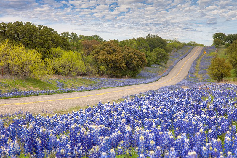 Texas Wildflowers Are A Thing And They Are Beautiful