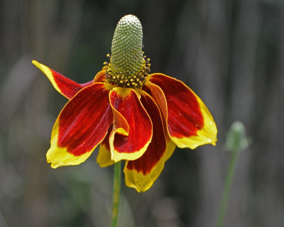 Texas Wildflowers Are A Thing And They Are Beautiful