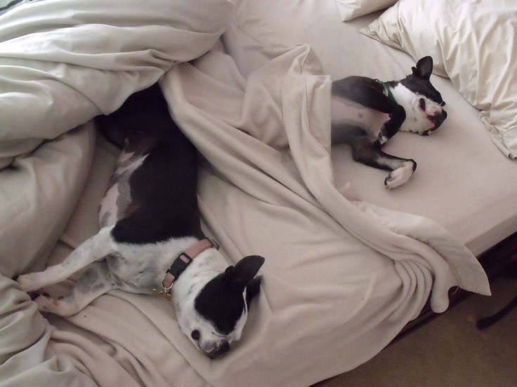 19 Reasons Boston Terriers Make The Worst Pets They Hog The Bed