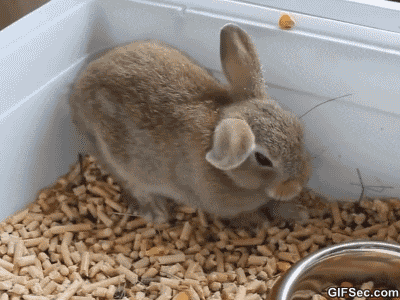 21 Cute Bunny Gifs To Get You Through the End Of The Semester