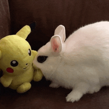 21 Cute Bunny Gifs To Get You Through the End Of The Semester