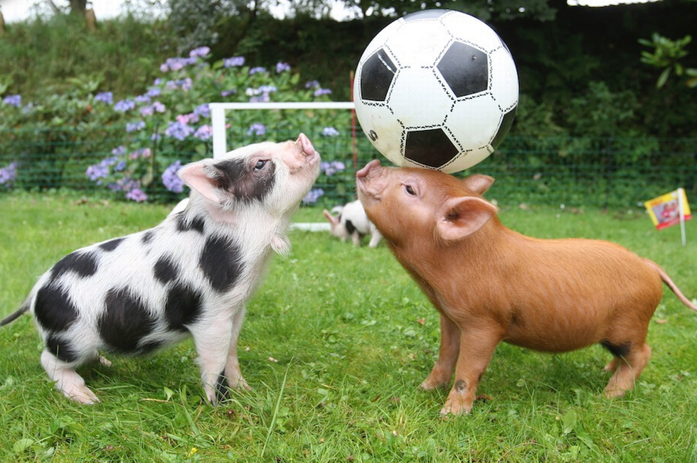 5 Fun Facts You Didn't Know About Pigs