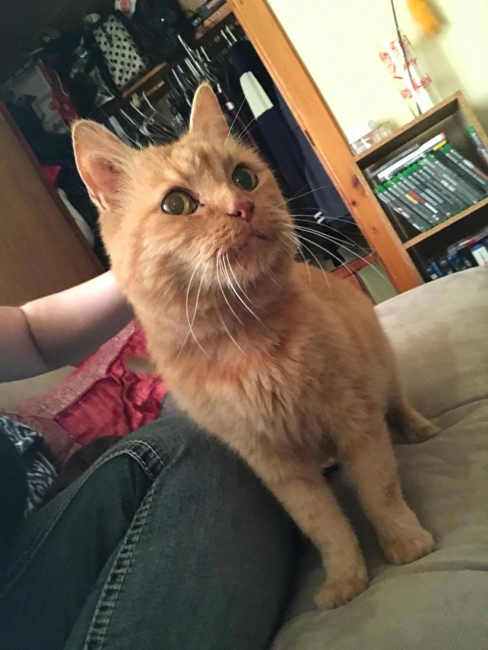 15yearold Shelter Cat Cries Until He's Held All the Time, So They Come Up With a Solution