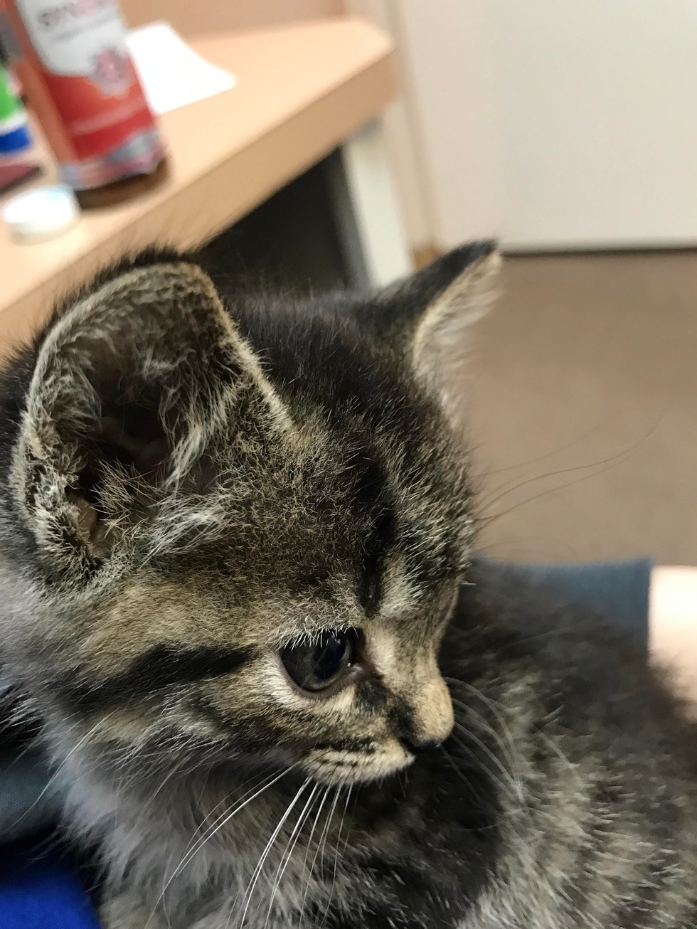 Stray Kitten Wouldn't Stop Crying for Love at Clinic So They Come Up