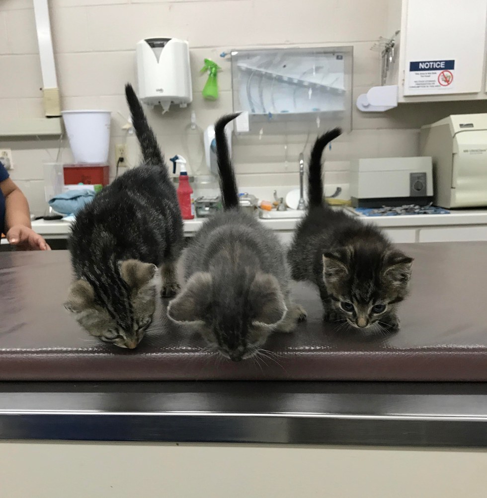 Stray Kitten Wouldn't Stop Crying for Love at Clinic So They Come Up