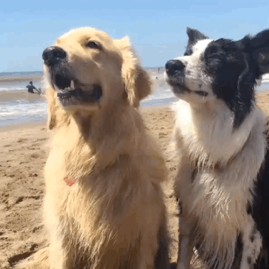10 Reasons Why Dogs Are The Best Things Ever