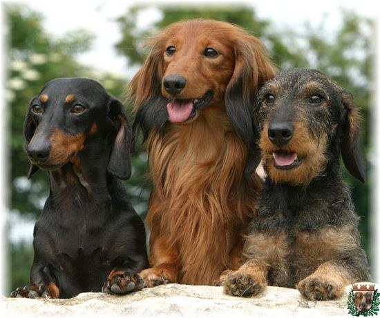 10 Reasons Dachshunds Are Just The Best Breed