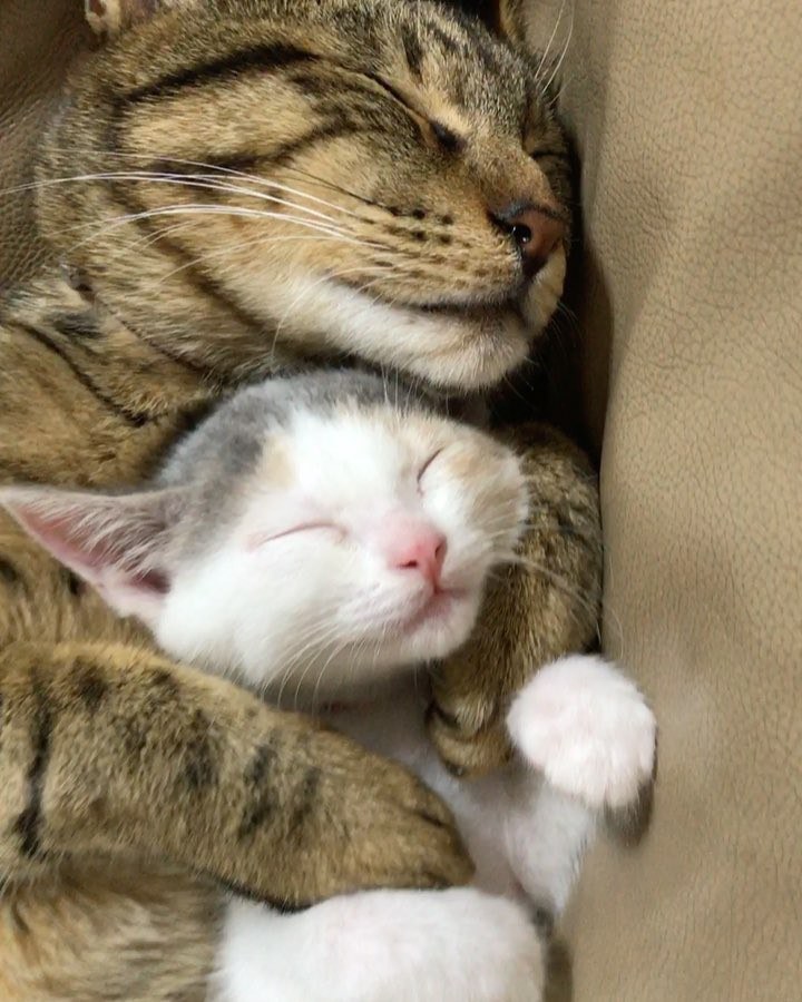 Tabby Cats Took to Orphaned Kittens and Raised Them with Cuddles - Love ...