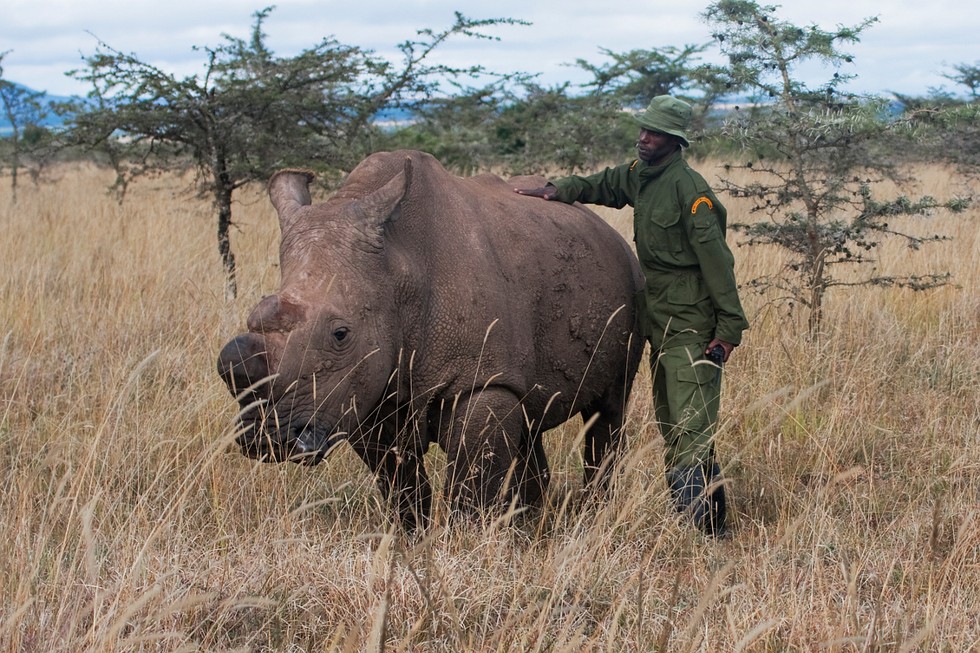 Rarest Rhino Inspires Man To Dedicate His 40th Birthday To Rhinos