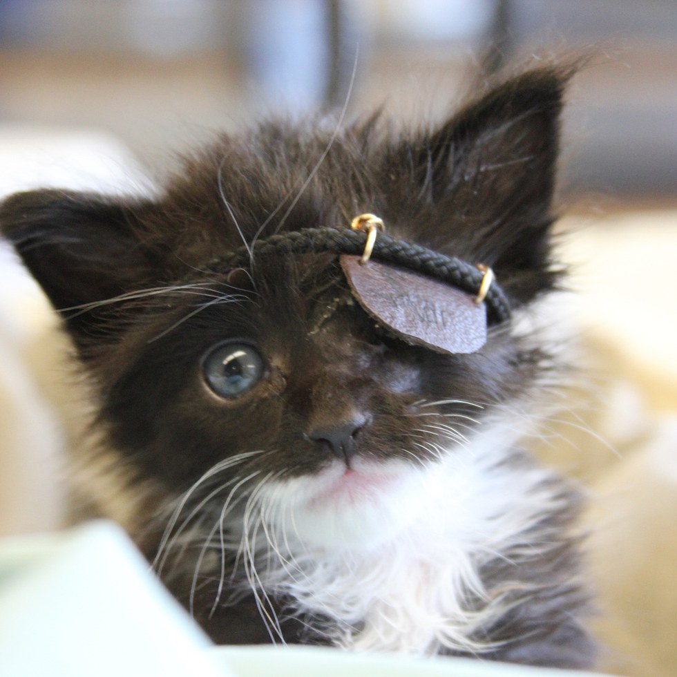 Miracle Kitten Gets Eye Patch to Help Him Heal, Now a ...