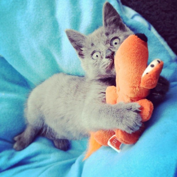 They Said This Kitten Born with 'Water on the Brain' Wouldn’t Live Past 5 Months, Now 5 Years