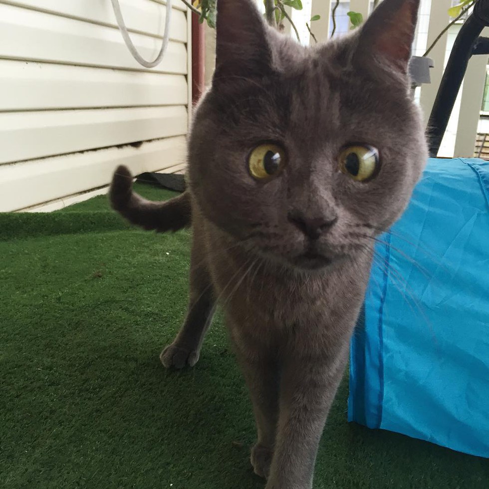 They Said This Kitten Born with 'Water on the Brain' Wouldn’t Live Past 5 Months, Now 5 Years