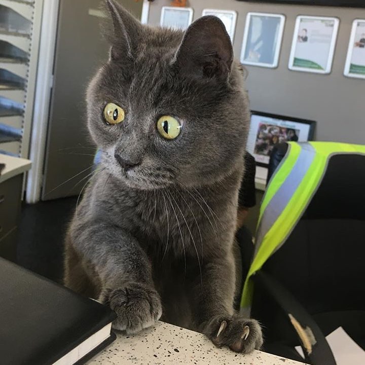 They Said This Kitten Born with 'Water on the Brain' Wouldn’t Live Past 5 Months, Now 5 Years