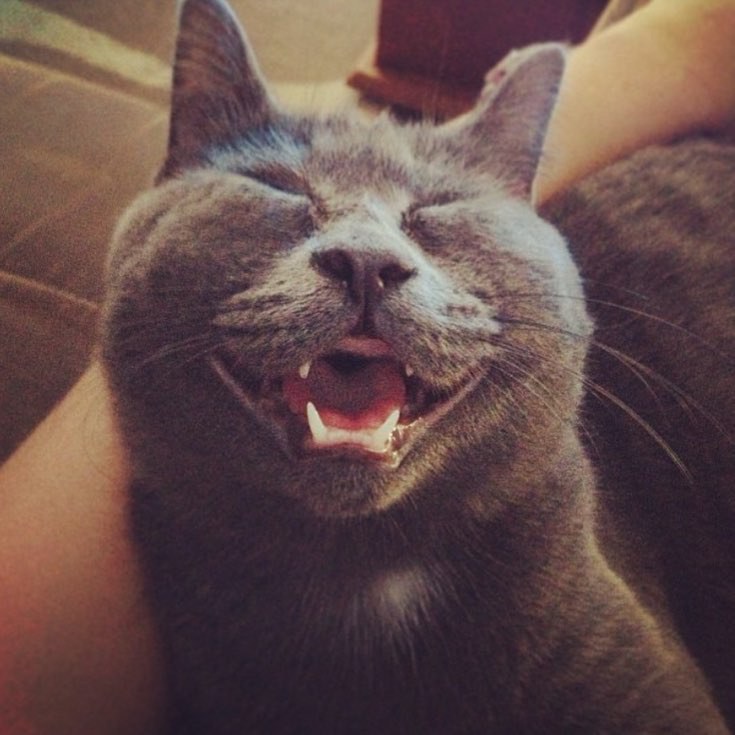 They Said This Kitten Born with 'Water on the Brain' Wouldn’t Live Past 5 Months, Now 5 Years