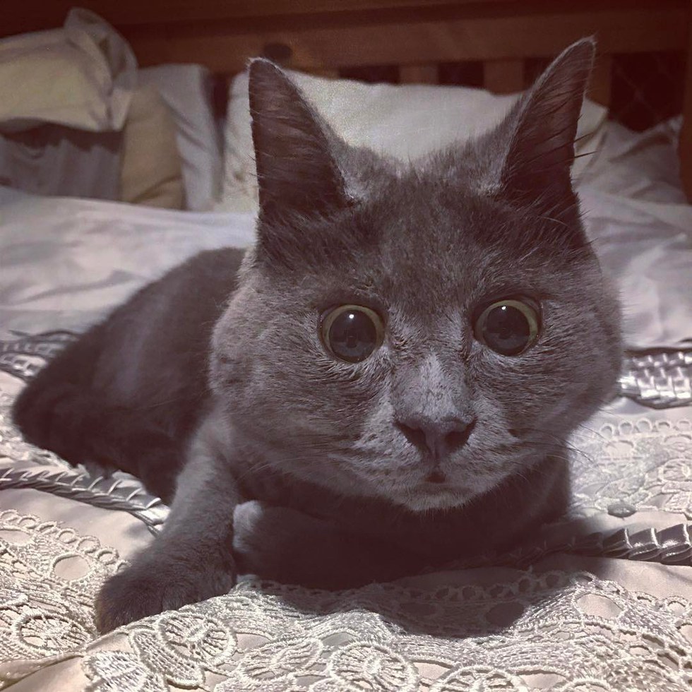 They Said This Kitten Born with 'Water on the Brain' Wouldn’t Live Past 5 Months, Now 5 Years