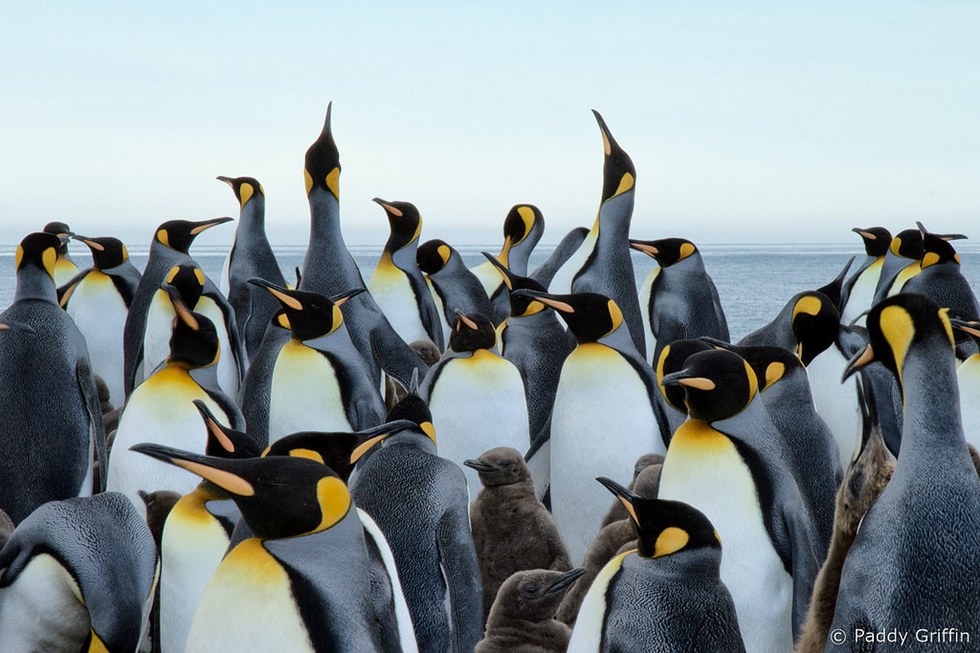 11 Reasons Why Penguins Should Be Your Favorite Animal