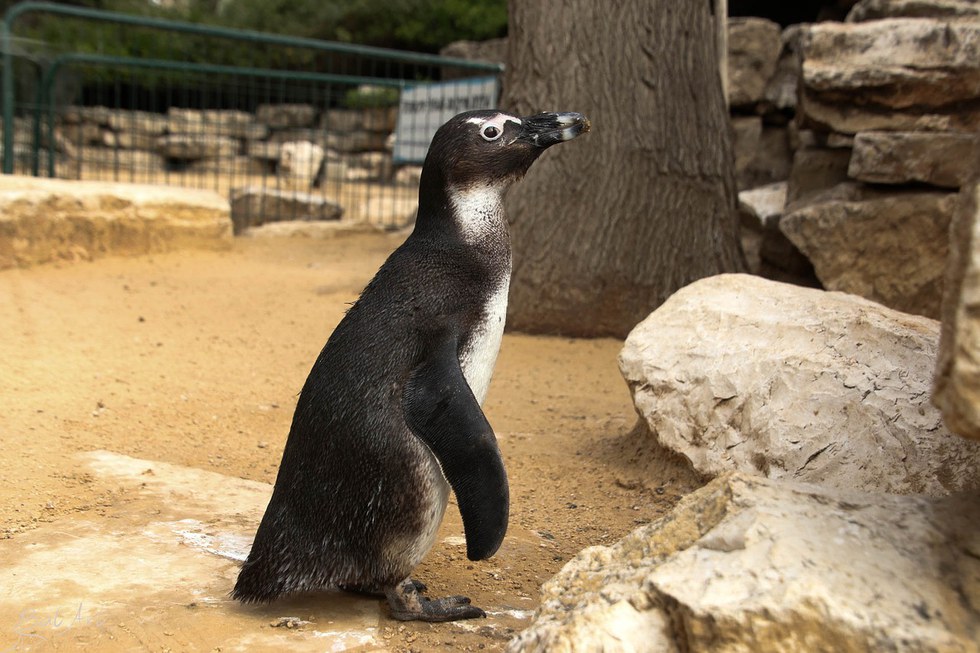 penguin feisty pet