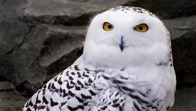 Follow The Epic Snowy Owl Migration In Real Time