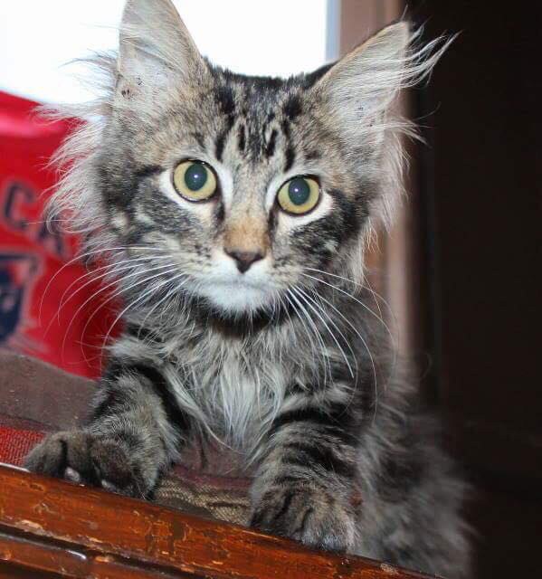 Kitten Who Surprised Baseball Players During Game Is Found with Updates