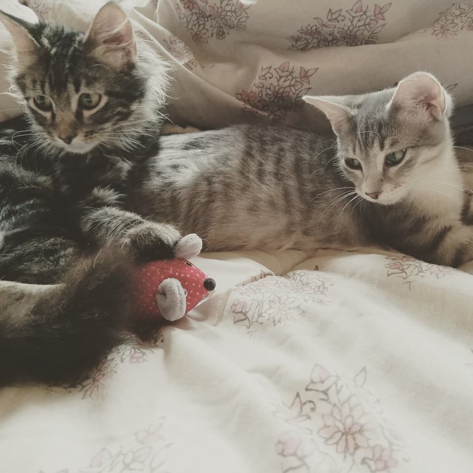 Kitten Who Surprised Baseball Players During Game Is Found with Updates