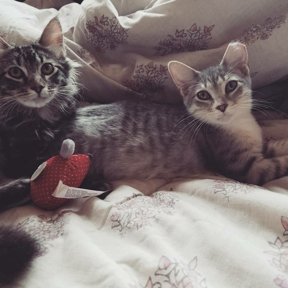 Kitten Who Surprised Baseball Players During Game Is Found with Updates