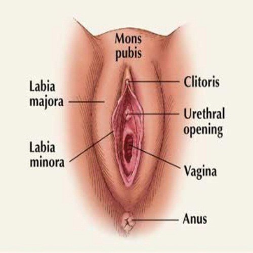Vagina owners instruction manual
