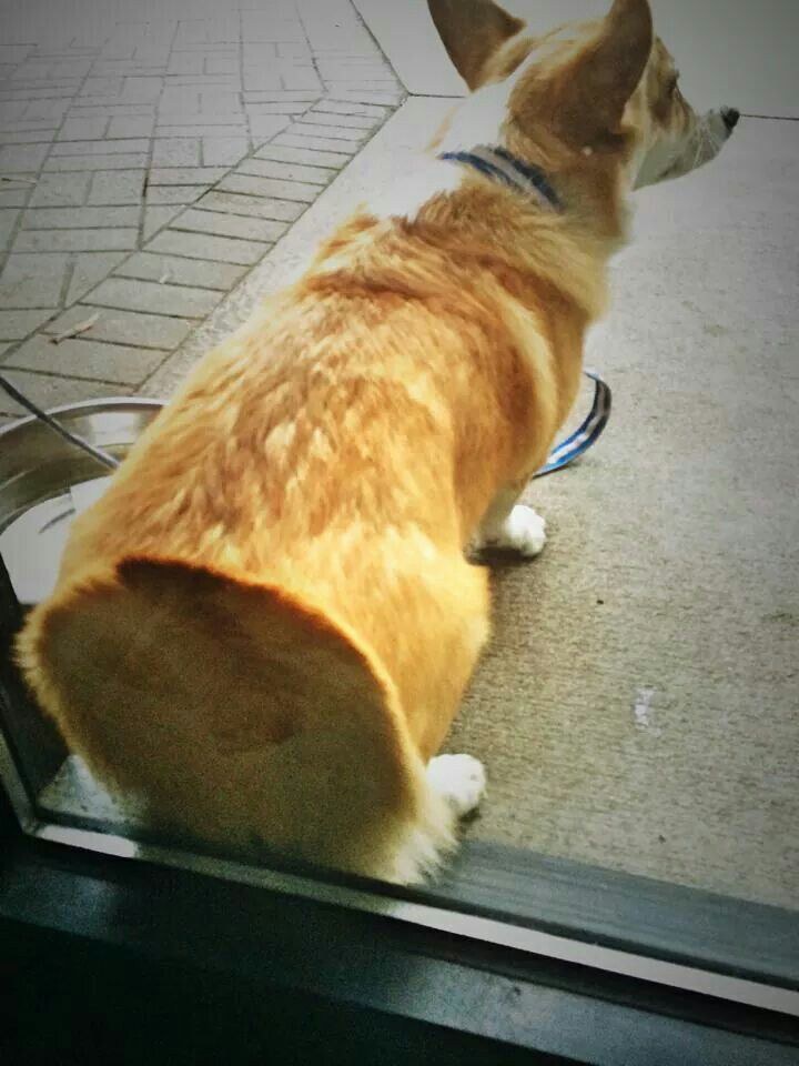 10 Corgi Butts To Make Your Day Better