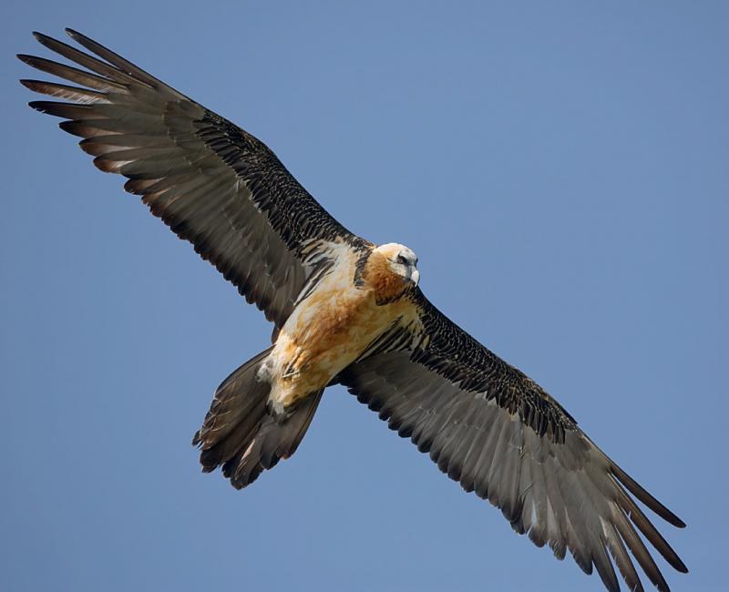 Species Spotlight: The Bearded Vulture!