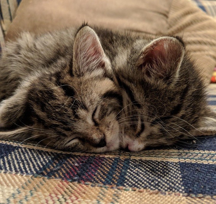 Kitten Brothers Found Huddled Up In Shed - Their Cuddles Keep Them 