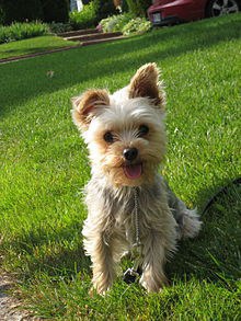 Cutest Hypoallergenic Dogs