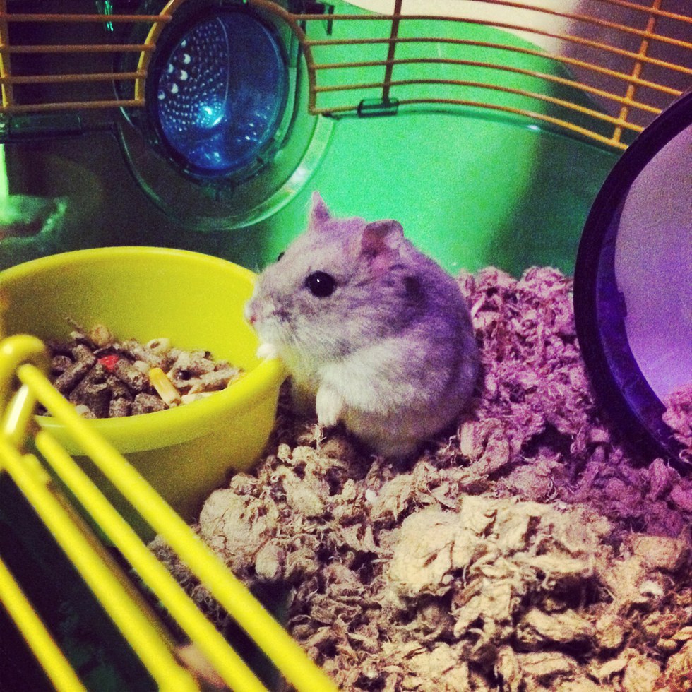 12 Reasons Why Having a Pet Hamster is the Best