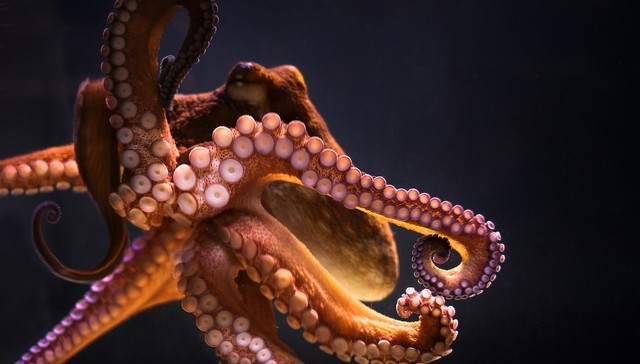 Brilliant Octopus Unscrews Jar In Under A Minute