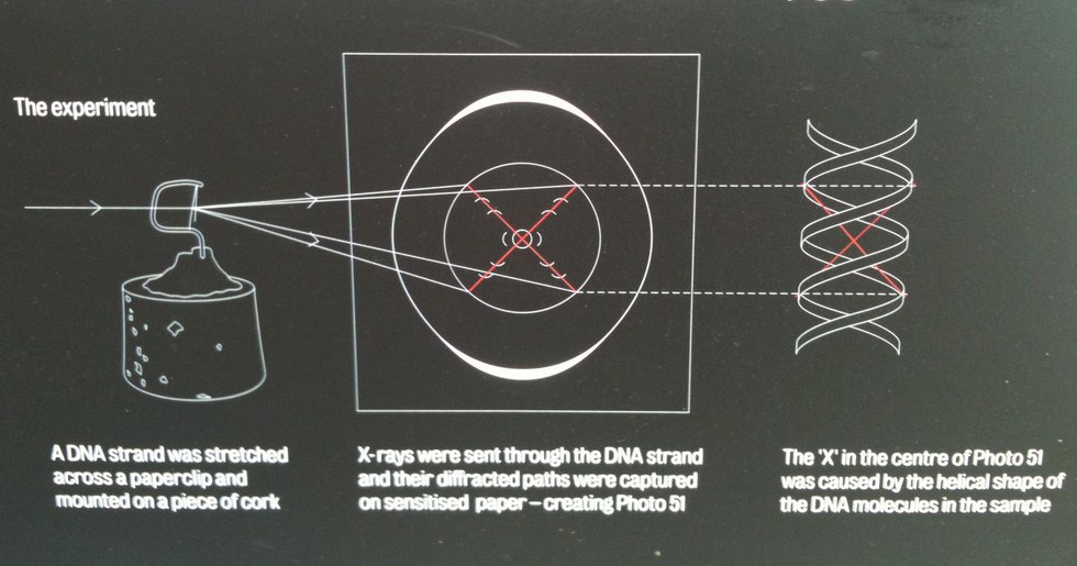 rosalind franklin famous experiment