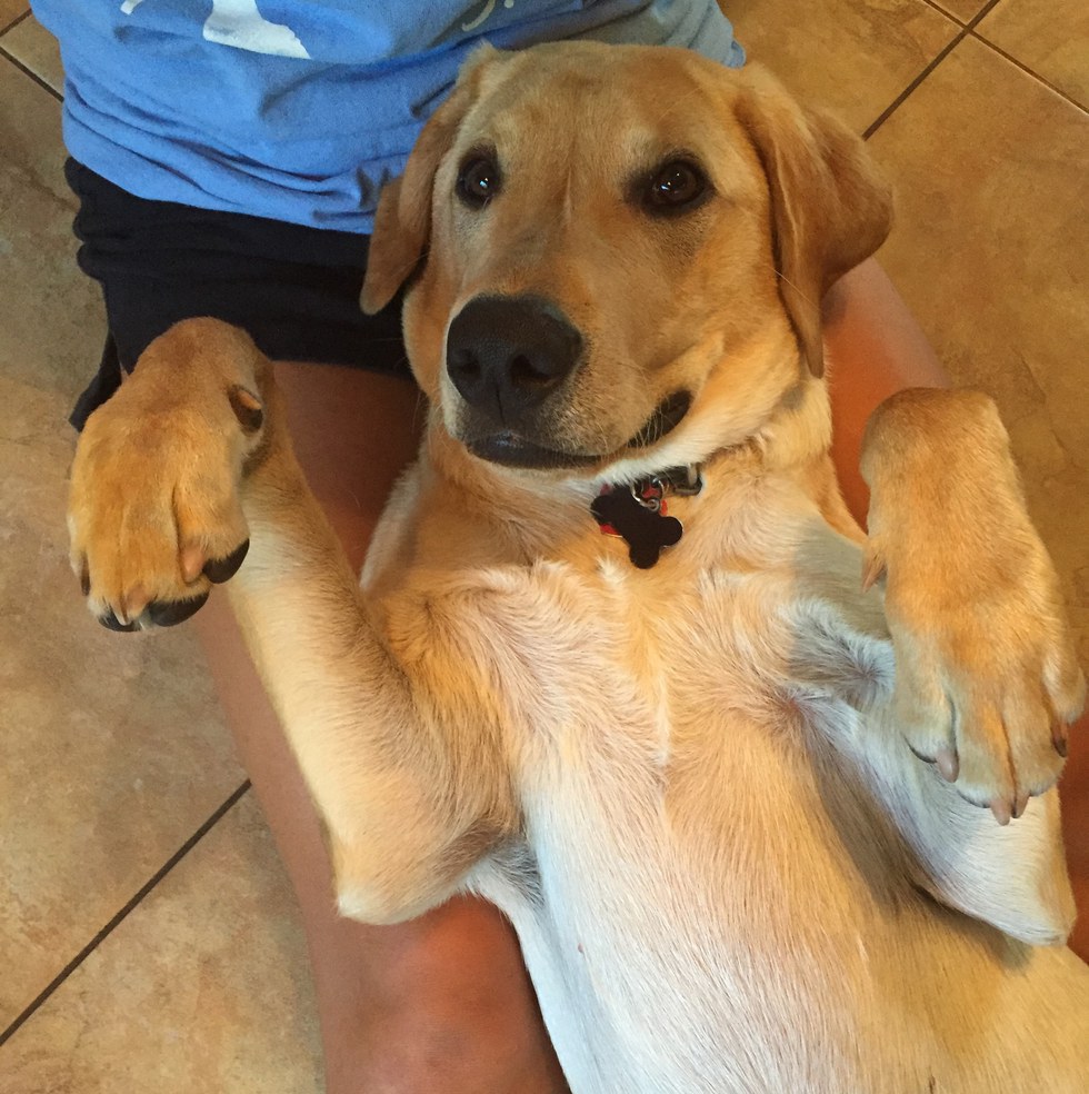 10 Reasons Why Dogs Are Better Than People