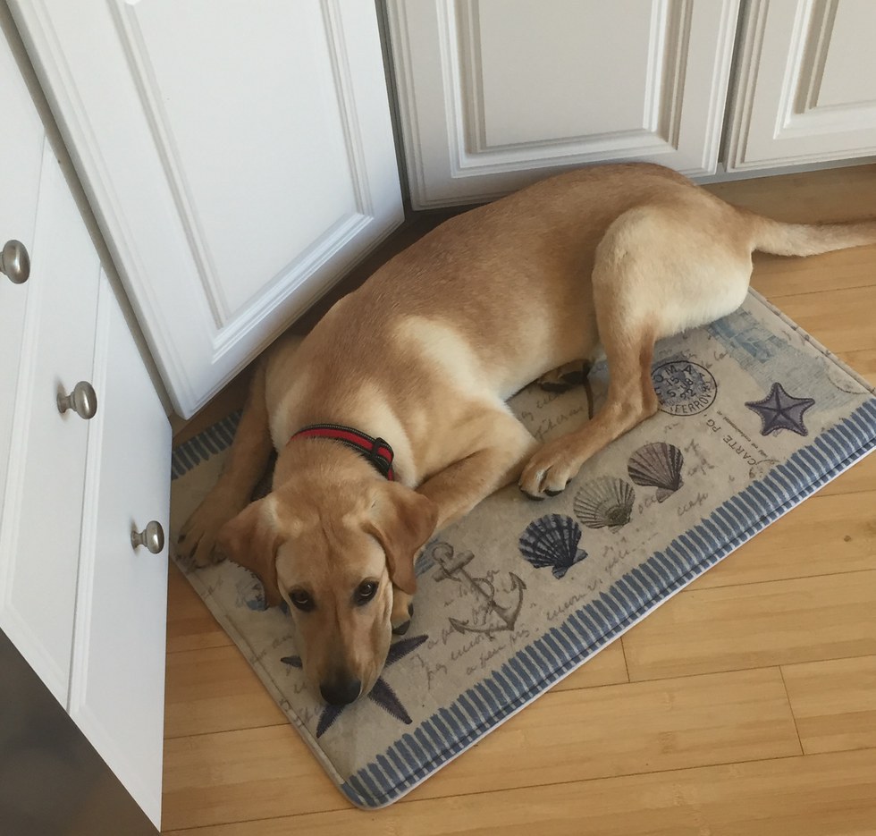 10 Reasons Why Dogs Are Better Than People