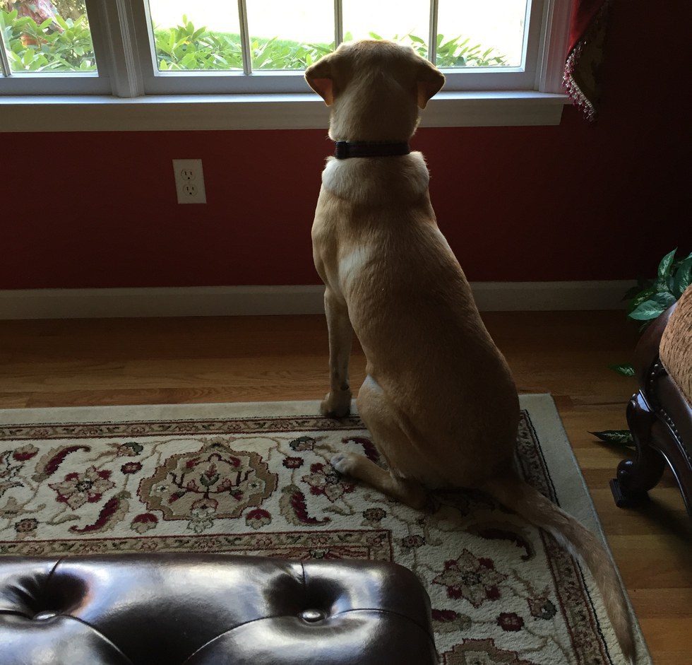 10 Reasons Why Dogs Are Better Than People