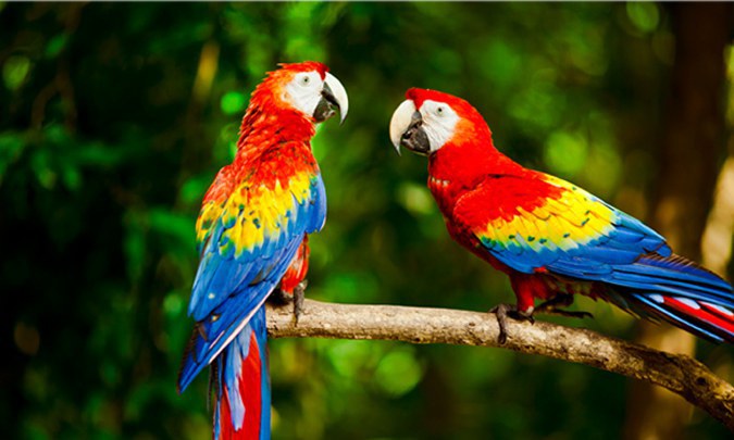 Love Is In The Air For Animals