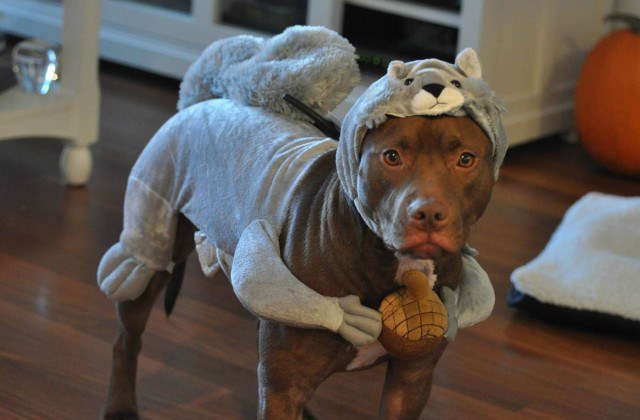 Pitbulls Are Just Angels In Disguise They Look Good In Anything You Put On Them From Squirrel Costumes Princess Outfits Even Pajamas Fashion Is Their Pion
