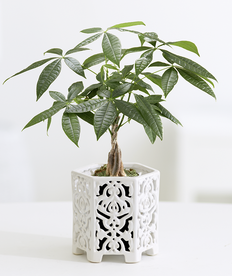 10 Plants For Dorm Rooms And Apartments 10 Plants For Dorm R