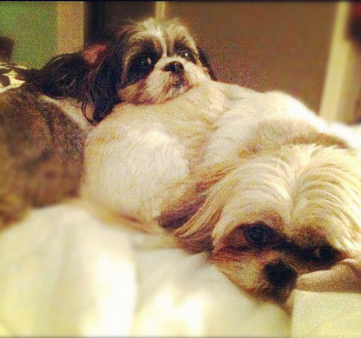Resultado de imagen para shih tzu cuddle