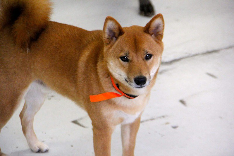 Truths Only Shiba Inu Owners Will Understand