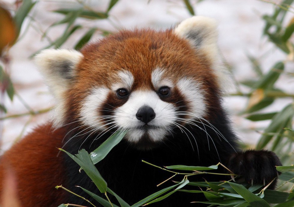 Six Reasons To Love The Red Panda