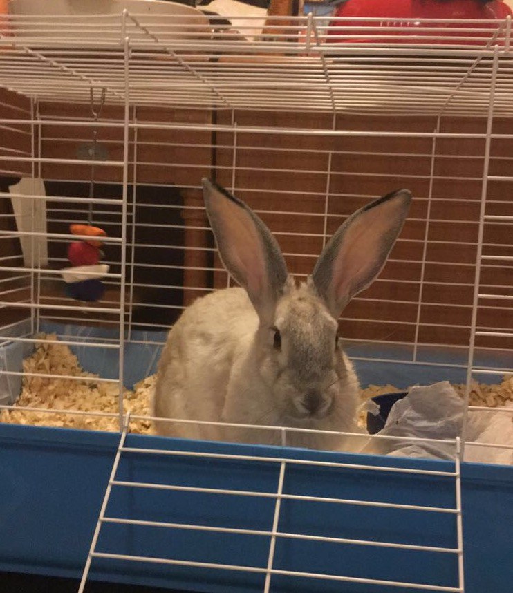12 Things I Learned From My Therapy Rabbit