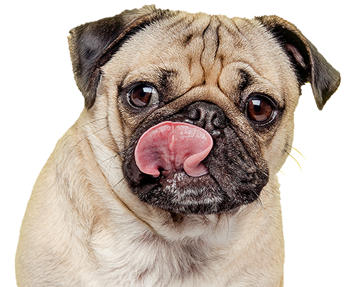 pug captions for instagram 10 instagram animals that you to follow pug captions for instagram 10 instagram animals that you to follow