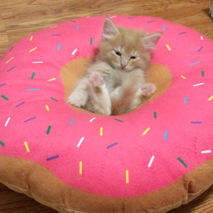 Kitten Obsessed with Donuts Grows Up Guarding Them in These Adorable