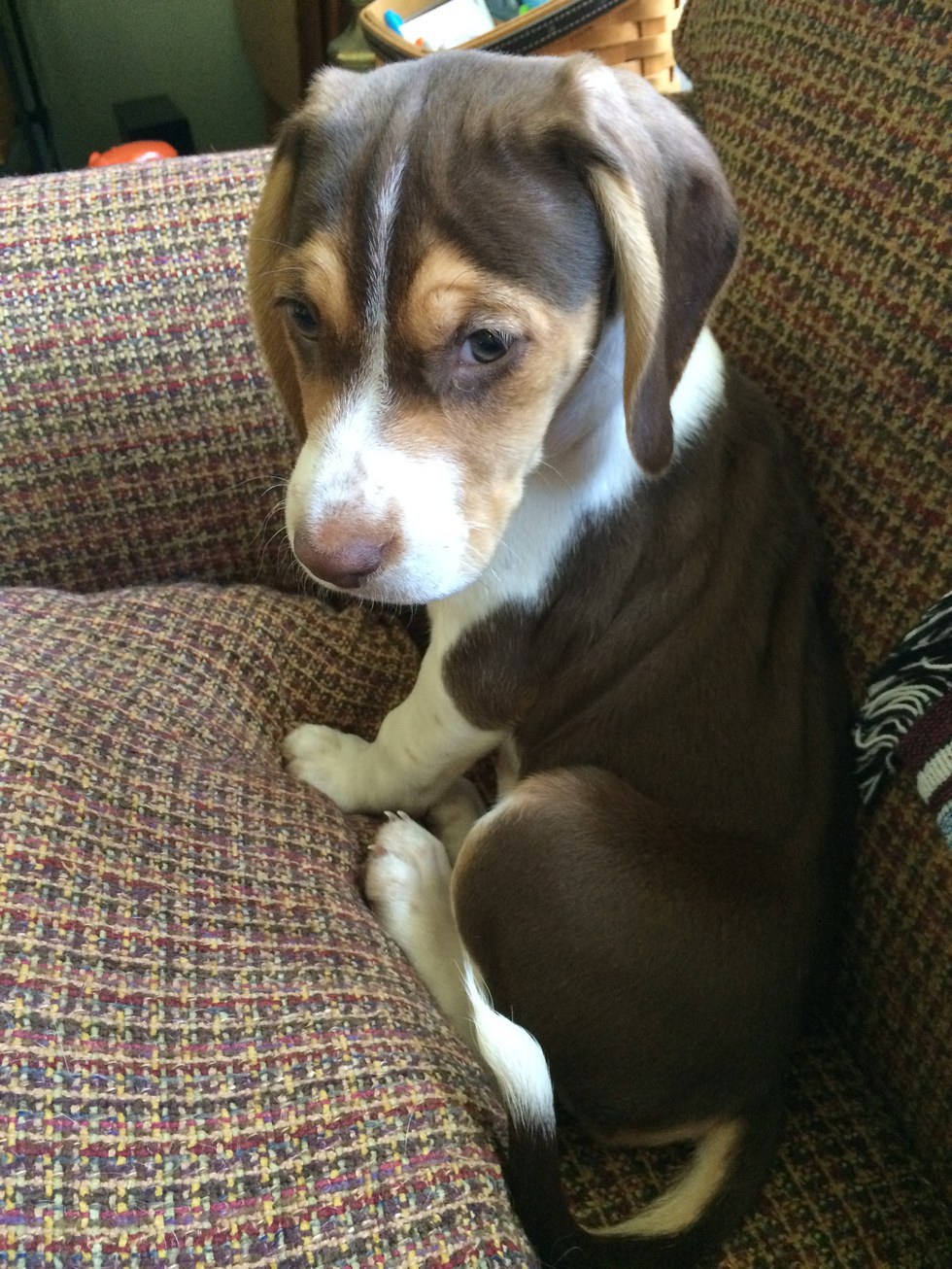 Beagles Are The Best Dog Breed