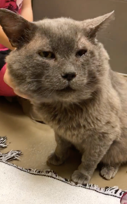 Cat with Chubby Cheeks Lets Out Loudest Purr When He Feels Loved After