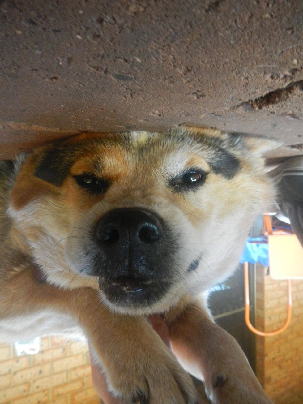 UpsideDown Dogs Who Don't Care What You Think