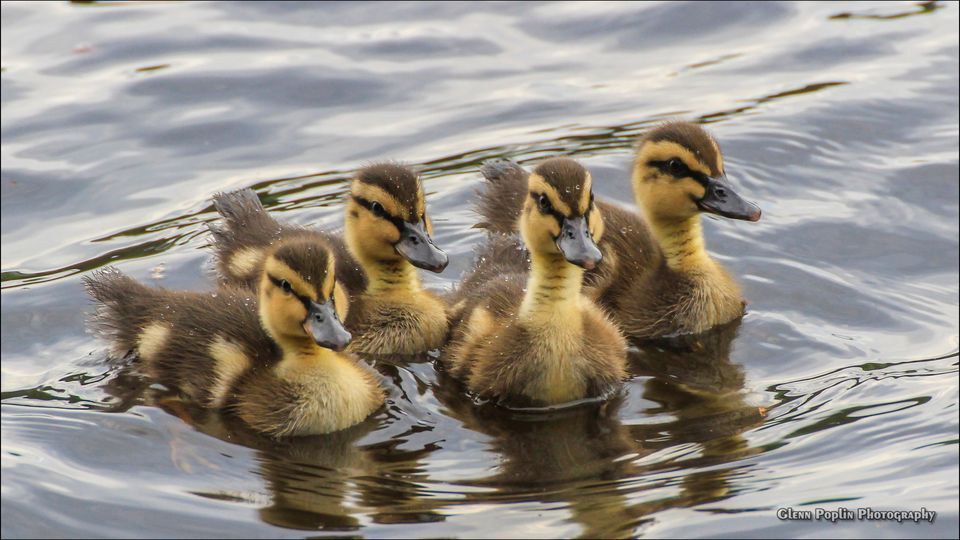 Ducks Are Awesome