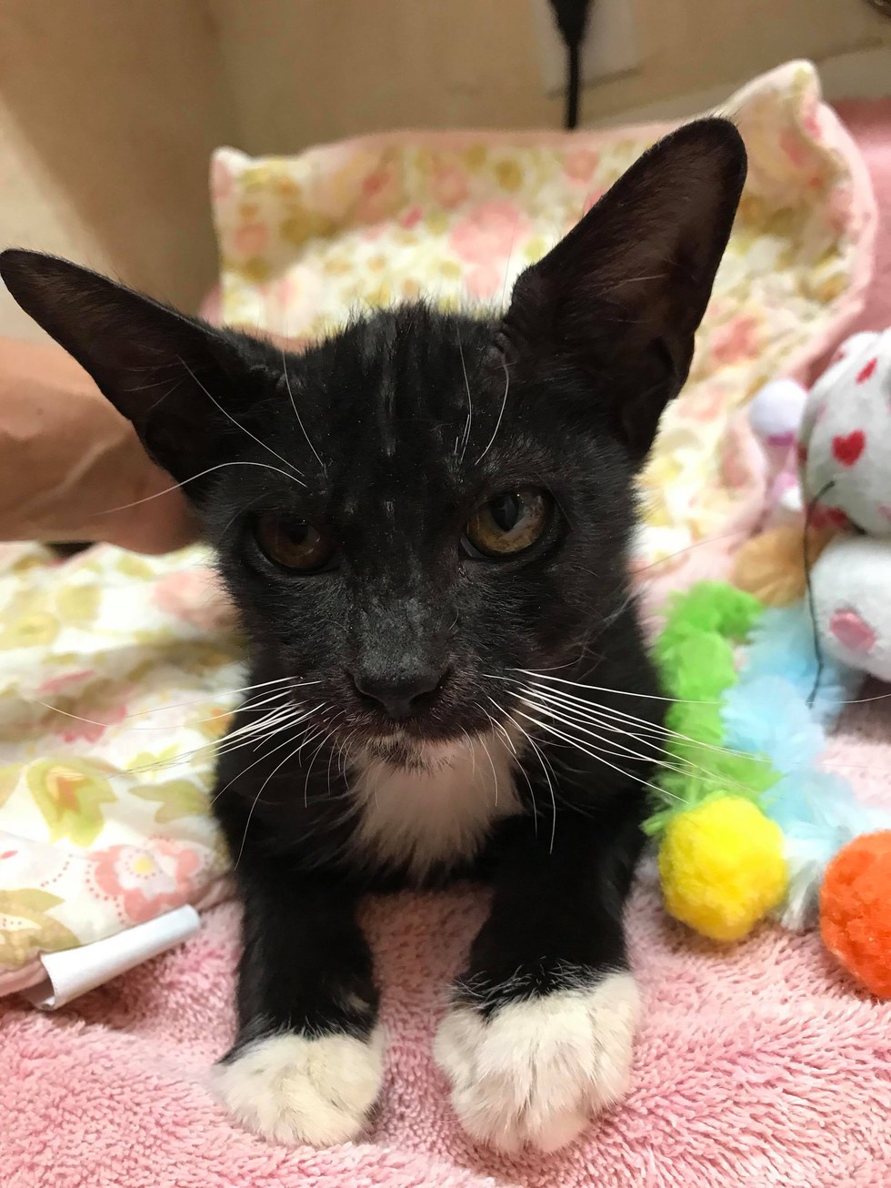 Cat With Large Ears Knew She Needed Help - So She Stopped ...